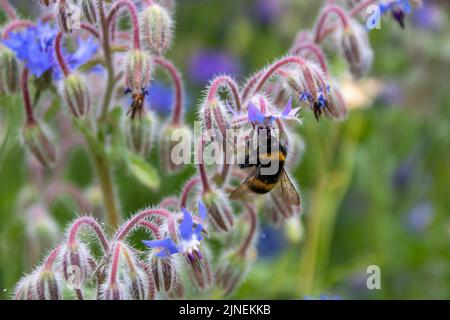 Bumble Bee raccolta polline da bellissimi fiori a forma di stella di borragine buccia erba mediterranea Foto Stock