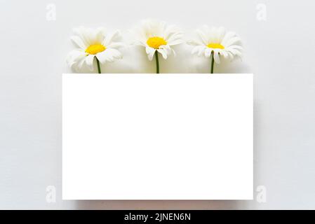 Scena di beffa del saluto. Carta bianca, fiori a margherita. Composizione estiva floreale minimalista. Foto Stock