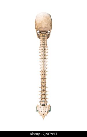 Accurata vista posteriore o posteriore delle ossa della colonna vertebrale umana con cranio isolato su sfondo bianco 3D illustrazione del rendering. Grafico anatomico vuoto. Anatom Foto Stock