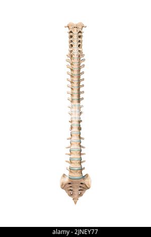 Visualizzazione anteriore o frontale accurata delle ossa della colonna vertebrale umana o delle vertebre isolate su sfondo bianco 3D illustrazione del rendering. Grafico anatomico vuoto. Anat Foto Stock