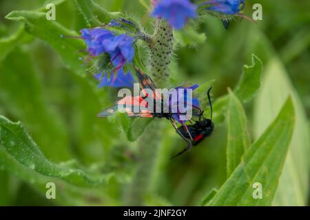 Primo piano dettagliato di un Burnet Moth in cinque punti (Zygaena trifolii) che si alimenta con il bugloss di Viper (Echium vulgare) Foto Stock