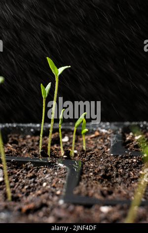 Pomodori crescenti da semi, passo per passo. Fase 7 - innaffiare i germogli. Foto Stock