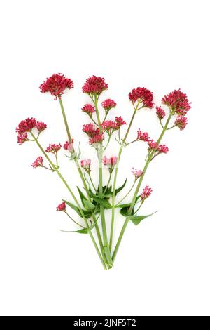 Pianta di erbe valeriane rosse. I fiori possono essere usati per fare il profumo. Composizione minima dello studio della natura botanica. Su sfondo bianco. Valeriana officinalis. Foto Stock