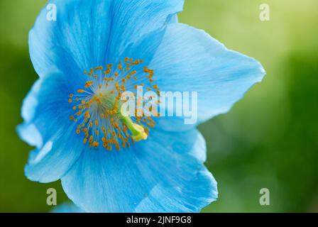 Bella Himalayan Blue Poppy Fiore, Meconopsis betonicifolia, Poppy primo piano. Foto Stock