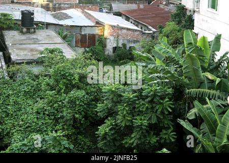 Un unico albero verde con una panchina per rilassarsi, un albero Lonely sullo sfondo del cielo blu Foto Stock