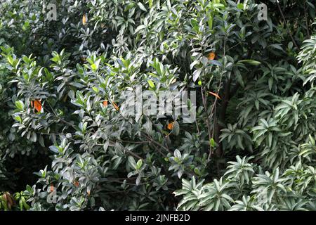 Un unico albero verde con una panchina per rilassarsi, un albero Lonely sullo sfondo del cielo blu Foto Stock