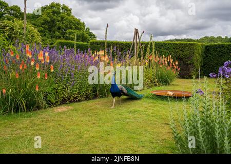 Peacock gira intorno a Michelham Priory House & Gardens, East Sussex, Inghilterra, Regno Unito Foto Stock