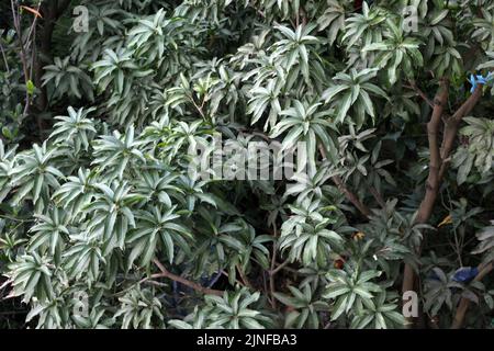Un unico albero verde con una panchina per rilassarsi, un albero Lonely sullo sfondo del cielo blu Foto Stock