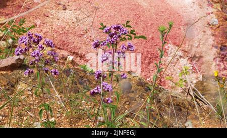 Fiori nella miniera di bauxite a Gant, Ungheria Foto Stock