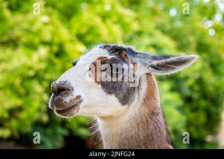 Animale lama (nome latino lama guanicoe F. glama), particolare della testa dell'animale. Foto Stock