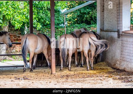 Gruppo di cavalli norvegesi - vista sul dorso dell'animale. Foto Stock