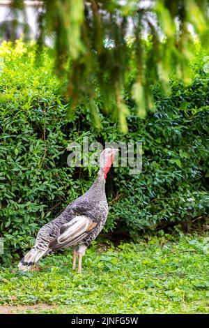 L'uccello tacchino (nome latino Meleagris gallopavo F. domestica) è in piedi sull'erba. Sfondo verde. Foto Stock