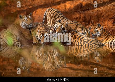 Un maschio adulto e i suoi cuccioli subadulti in una buca d'acqua nel Parco Nazionale di Bandhavgarh, Madhya Pradesh Foto Stock