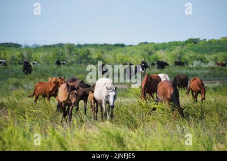 Cavalli di mandria e mandria di mucche di fondo pascolano in prato Foto Stock