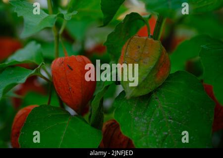 Pianta Physalis con fiori di arancio rosso brillante e foglie verdi su sfondo nero. Foto Stock