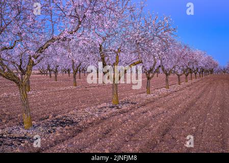 Alba su campi di mandorli fiorendo intorno alla città di arbeca (Les Garrigues, Lleida, Catalogna, Spagna) ESP: Amanecer en almendros de arbeca Foto Stock