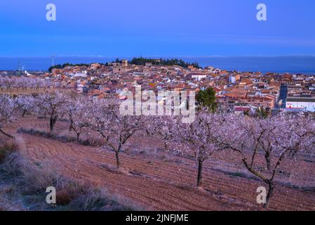 Alba su campi di mandorli fiorendo intorno alla città di arbeca (Les Garrigues, Lleida, Catalogna, Spagna) ESP: Amanecer en almendros de arbeca Foto Stock