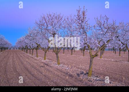 Alba su campi di mandorli fiorendo intorno alla città di arbeca (Les Garrigues, Lleida, Catalogna, Spagna) ESP: Amanecer en almendros de arbeca Foto Stock