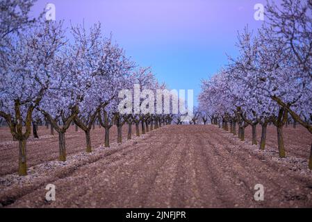 Alba su campi di mandorli fiorendo intorno alla città di arbeca (Les Garrigues, Lleida, Catalogna, Spagna) ESP: Amanecer en almendros de arbeca Foto Stock