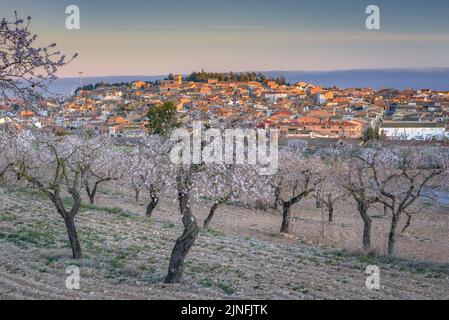 Alba su campi di mandorli fiorendo intorno alla città di arbeca (Les Garrigues, Lleida, Catalogna, Spagna) ESP: Amanecer en almendros de arbeca Foto Stock