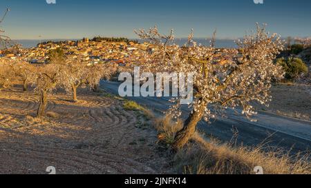 Alba su campi di mandorli fiorendo intorno alla città di arbeca (Les Garrigues, Lleida, Catalogna, Spagna) ESP: Amanecer en almendros de arbeca Foto Stock