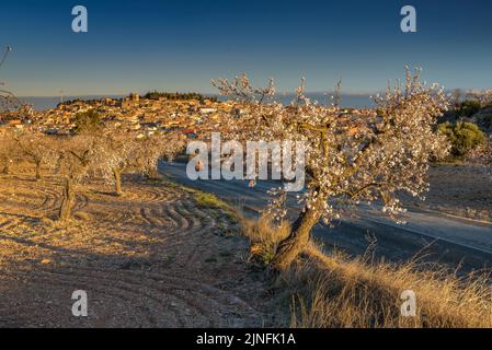 Alba su campi di mandorli fiorendo intorno alla città di arbeca (Les Garrigues, Lleida, Catalogna, Spagna) ESP: Amanecer en almendros de arbeca Foto Stock