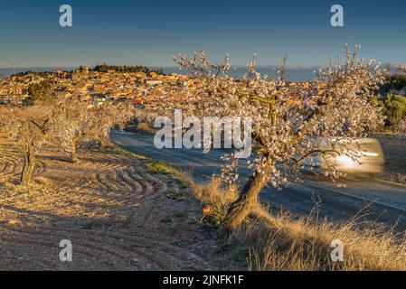 Alba su campi di mandorli fiorendo intorno alla città di arbeca (Les Garrigues, Lleida, Catalogna, Spagna) ESP: Amanecer en almendros de arbeca Foto Stock
