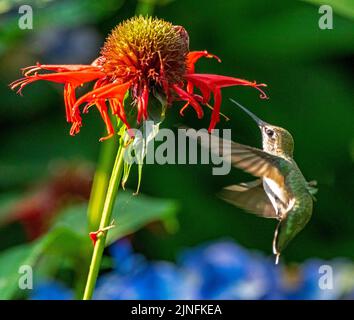 Hummingbird in volo Foto Stock