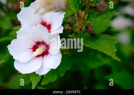 fiore bianco di ibisco che fiorisce nel giardino, primo piano di petali e pollini, fotografia della natura sfondo giardinaggio. Foto Stock