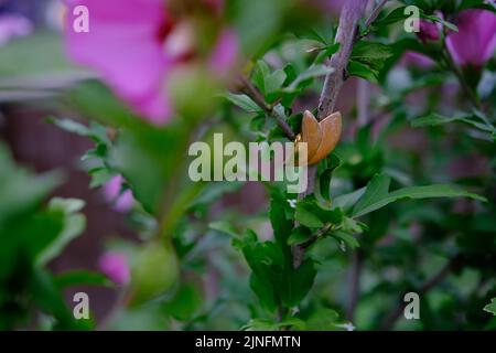 Fiore di ibisco rosa che fiorisce nel giardino, primo piano di petali e pollini, fotografia della natura sfondo giardinaggio. Foto Stock