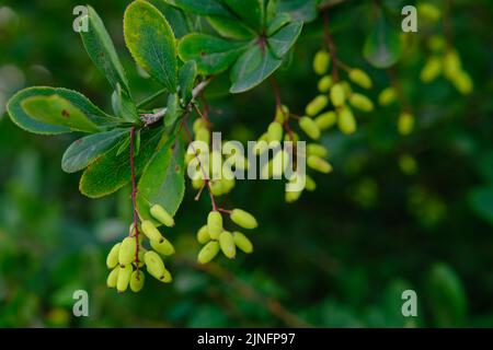 Cespuglio di barberry in primavera con foglie verdi fresche e piccoli fiori gialli. Rami di cespugli con foglie giovani. Immagine di sfondo. Berberis Foto Stock