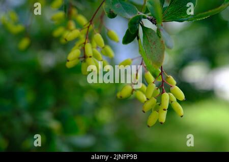 Cespuglio di barberry in primavera con foglie verdi fresche e piccoli fiori gialli. Rami di cespugli con foglie giovani. Immagine di sfondo. Berberis Foto Stock