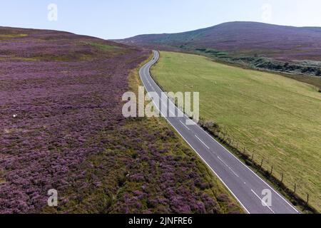 Berwyn Range, North Powys Wales Agosto 11th 2022 - Un mosaico di salmici verdi e erica viola producono colori vibranti su terreni molto asciutti sulla Berwyn Range nel North Pwys. PIC by Credit: SCOTT CM/Alamy Live News Foto Stock
