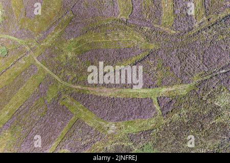 Berwyn Range, North Powys Wales Agosto 11th 2022 - Un mosaico di salmici verdi e erica viola producono colori vibranti su terreni molto asciutti sulla Berwyn Range nel North Pwys. PIC by Credit: SCOTT CM/Alamy Live News Foto Stock