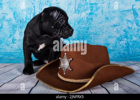 Nero maschio americano Staffordshire toro Terrier cane cucciolo con cappello su sfondo blu Foto Stock