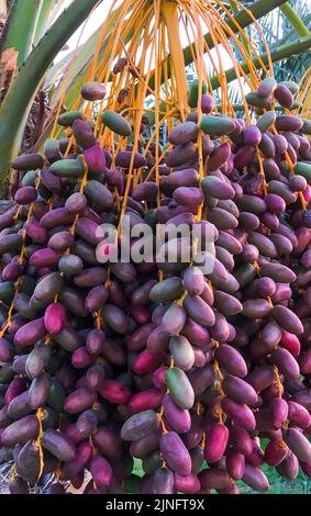 Mazzo di frutti rossi di data su albero Foto Stock