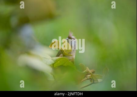 Un Mousebird (Colius striatus) sit su un albero vicino al lago Bunyonyi (Uganda) Foto Stock