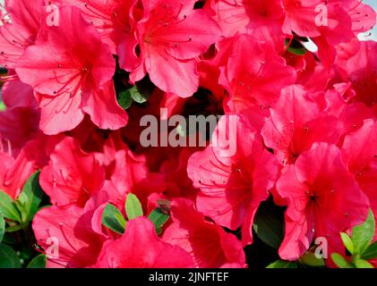 Azalea Japonica 'Hino Crimson' fiori cremisi all'inizio della primavera Foto Stock