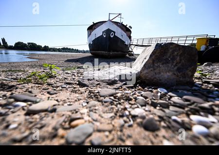 Duesseldorf, Germania. 11th ago, 2022. Una nave si trova a secco tra i groynes sul Reno. Il Reno dovrebbe fluire sempre meno acqua nei prossimi giorni. La Federal Waterways and Shipping Administration (WSV) prevede che i livelli dell'acqua continuino a diminuire fino al fine settimana. Credit: Federico Gambarini/dpa/Alamy Live News Foto Stock