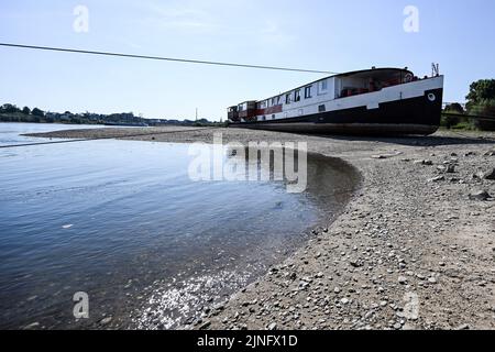 Duesseldorf, Germania. 11th ago, 2022. Una nave si trova a secco tra i groynes sul Reno. Il Reno dovrebbe fluire sempre meno acqua nei prossimi giorni. La Federal Waterways and Shipping Administration (WSV) prevede che i livelli dell'acqua continuino a diminuire fino al fine settimana. Credit: Federico Gambarini/dpa/Alamy Live News Foto Stock