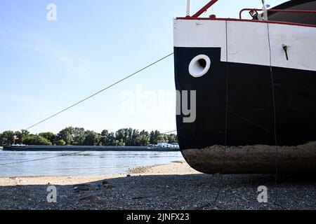 Duesseldorf, Germania. 11th ago, 2022. Una nave si trova a secco tra i groynes sul Reno. Il Reno dovrebbe fluire sempre meno acqua nei prossimi giorni. La Federal Waterways and Shipping Administration (WSV) prevede che i livelli dell'acqua continuino a diminuire fino al fine settimana. Credit: Federico Gambarini/dpa/Alamy Live News Foto Stock