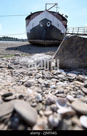 Duesseldorf, Germania. 11th ago, 2022. Una nave si trova a secco tra i groynes sul Reno. Il Reno dovrebbe fluire sempre meno acqua nei prossimi giorni. La Federal Waterways and Shipping Administration (WSV) prevede che i livelli dell'acqua continuino a diminuire fino al fine settimana. Credit: Federico Gambarini/dpa/Alamy Live News Foto Stock