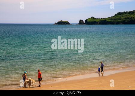 Un camminatore del cane su una spiaggia riparata a Saundersfoot, Pembrokeshire, Galles, Regno Unito Foto Stock