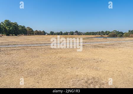 11 agosto 2022: Condizioni di siccità a Wimbledon Common, Londra, Regno Unito Foto Stock