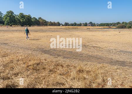 11 agosto 2022: Condizioni di siccità a Wimbledon Common, Londra, Regno Unito Foto Stock