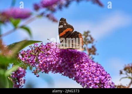 Farfalla rossa Ammiraglio, papilio atalanta seduta su un dolce cespuglio di farfalle Foto Stock