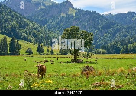 Mandria di bestiame su un pascolo con un vecchio acero di montagna nella valle di Gunzesried, Alpi Allgaeu, Baviera, Germania Foto Stock