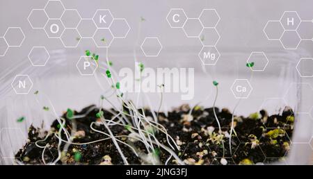 I giovani pianta crescono da terra fertile e icone tecnologiche sui minerali nel suolo adatto per colture, terra ed energia concetto, ecologia concetto icona. Foto Stock