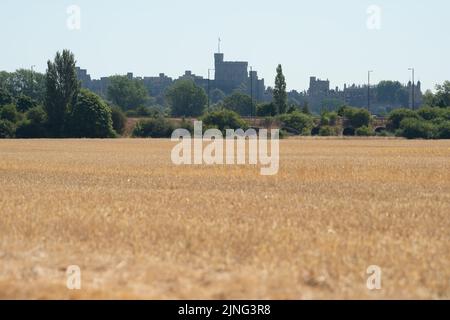 Eton, Windsor, Berkshire, Regno Unito. 11th agosto, 2022. Stoppia di grano in un campo di Eton con vista verso il Castello di Windsor. Man mano che il terreno diventa più asciutto, il rischio di incendi in tutta l'Inghilterra è aumentato notevolmente. L’Agenzia per la sicurezza sanitaria del Regno Unito ha emesso un allarme sanitario a partire da oggi fino a sabato, quando un’altra ondata di caldo si ripresenta. Credit: Maureen McLean/Alamy Live News Foto Stock