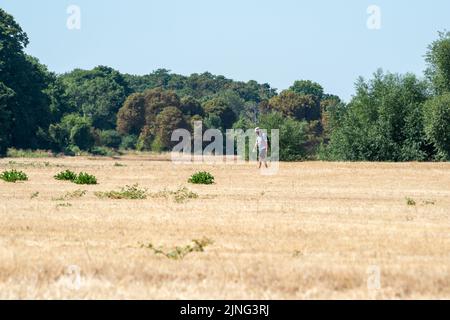 Eton, Windsor, Berkshire, Regno Unito. 11th agosto, 2022. Un uomo cammina attraverso un sentiero in un campo di stoppie di grano. Man mano che il terreno diventa più asciutto, il rischio di incendi in tutta l'Inghilterra è aumentato notevolmente. L’Agenzia per la sicurezza sanitaria del Regno Unito ha emesso un allarme sanitario a partire da oggi fino a sabato, quando un’altra ondata di caldo si ripresenta. Credit: Maureen McLean/Alamy Live News Foto Stock